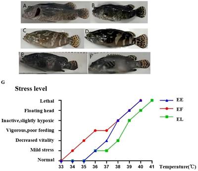 Analysis of the response to high temperature stress in hybrid grouper (Epinephelus fuscoguttatus♀×E. lanceolatus♂)